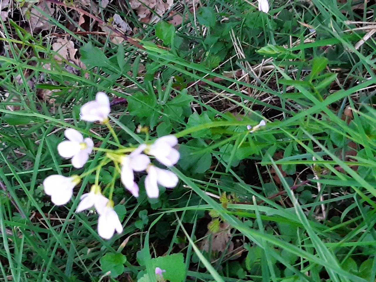 la cardamine des prés Le 20 02 2026 Les plantes vagabondes, émission radio G Le Planty Ecuillé la cardamine des prés Le 20 02 2026