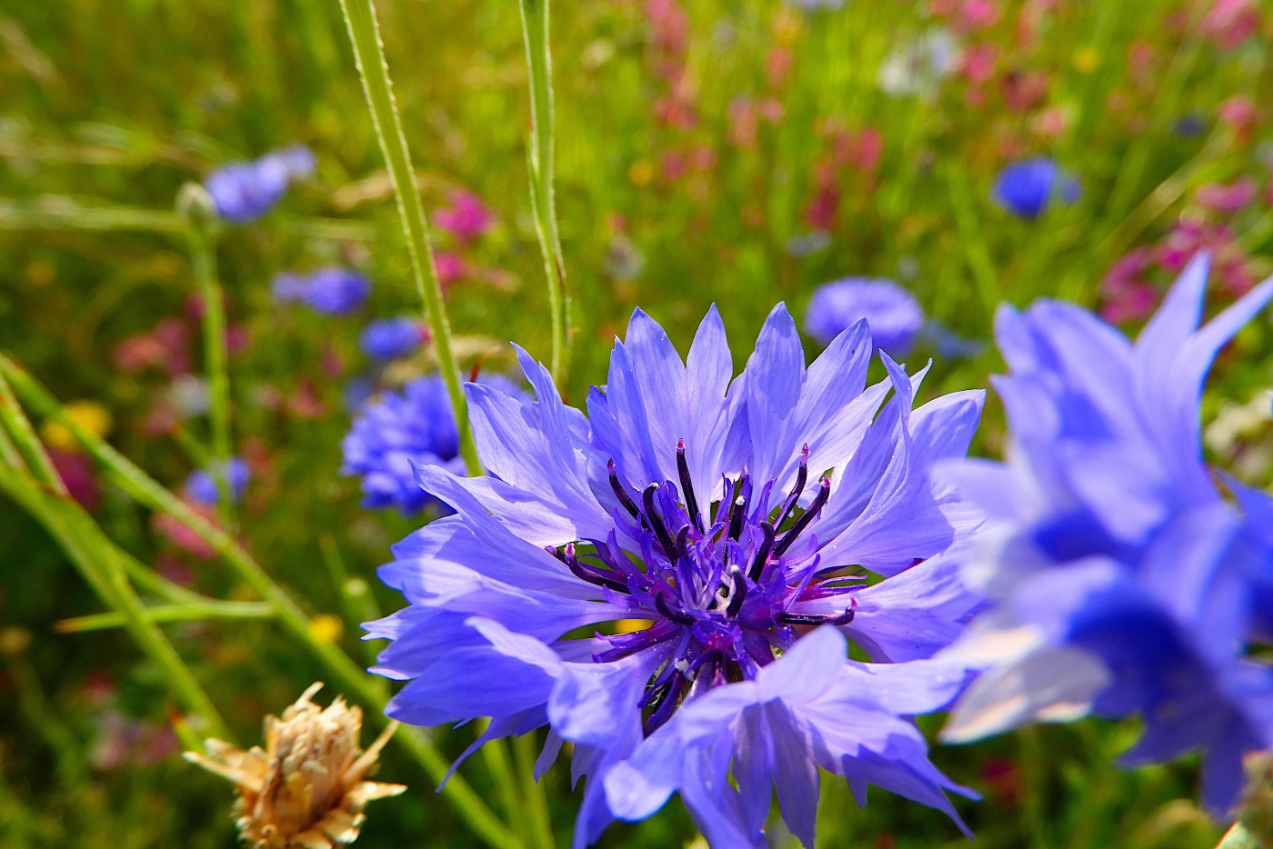 Le bleuet le 26 06 2026 Les plantes vagabondes, émission radio G Le Planty Ecuillé Le bleuet le 26 06 2026