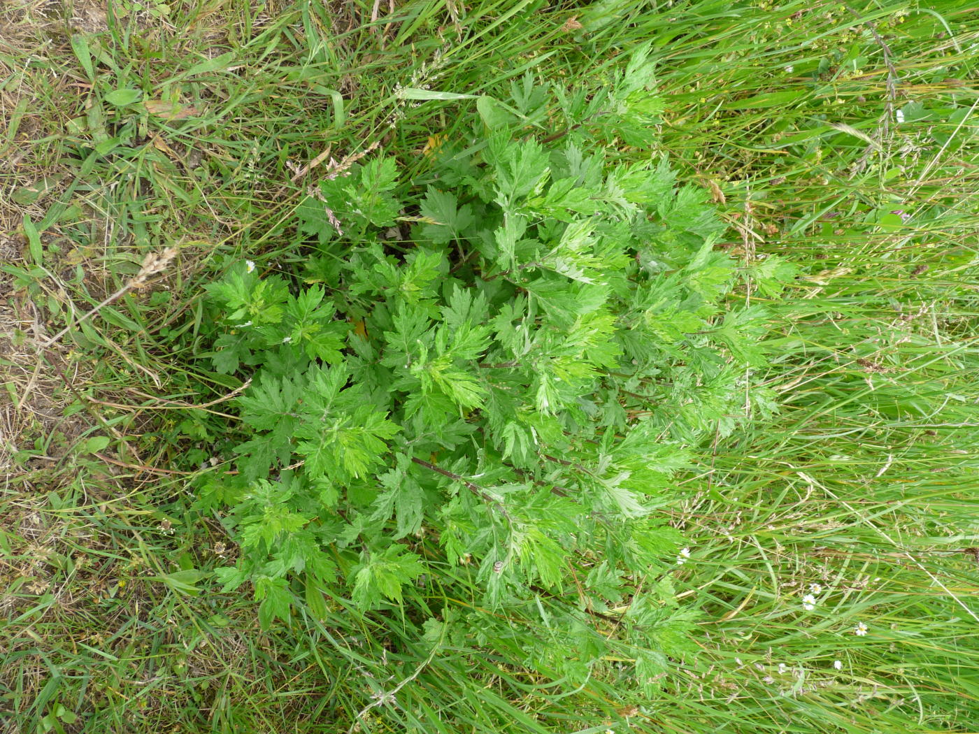 L'armoise le 14 11 2025 Les plantes vagabondes, émission radio G Le Planty Ecuillé L'armoise le 14 11 2025
