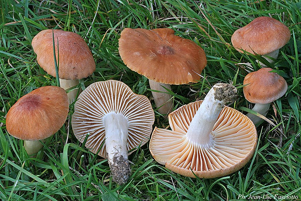 Emission du 21 10 2019 - SORTIE CHAMPIGNON Le MUG! actu locale, mais pas que ! Emission du 21 10 2019 - SORTIE CHAMPIGNON