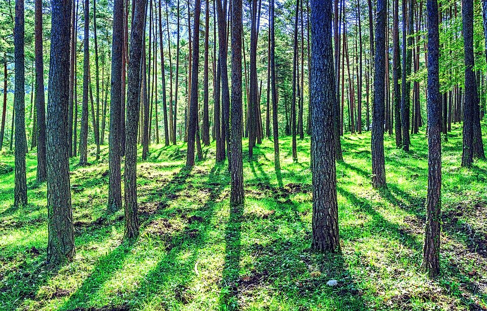 Dans la forêt - Emission du 29 09 2019 éclats de livre, l'émission dédiée à la littérature jeunesse Dans la forêt - Emission du 29 09 2019