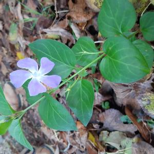 Les plantes vagabondes, émission radio G Le Planty Ecuillé La pervenche le 15 12 2023