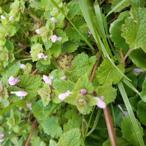 Les plantes vagabondes, émission radio G Le Planty Ecuillé Le lamier le 22 03 2024