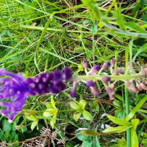 Les plantes vagabondes, émission radio G Le Planty Ecuillé Le muscari le 05 04 2024