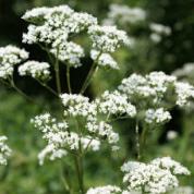 Les plantes vagabondes, émission radio G Le Planty Ecuillé La valériane le 03 11 2023