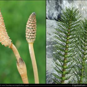 Les plantes vagabondes, émission radio G Le Planty Ecuillé La prêle 17 11 2023