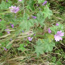 Les plantes vagabondes, émission radio G Le Planty Ecuillé La mauve le 02 06 2023